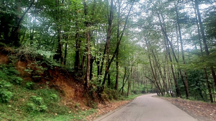 &nbsp;جنگل نور در نزدیکی فریدونکنار